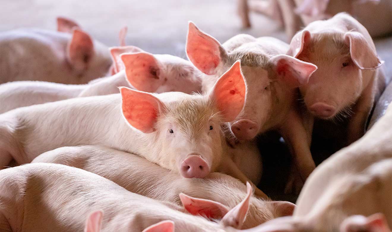 Se registra primer caso humano de influenza  porcina (H1N2)