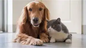 Confirman que tener una mascota disminuye el riesgo de depresión.