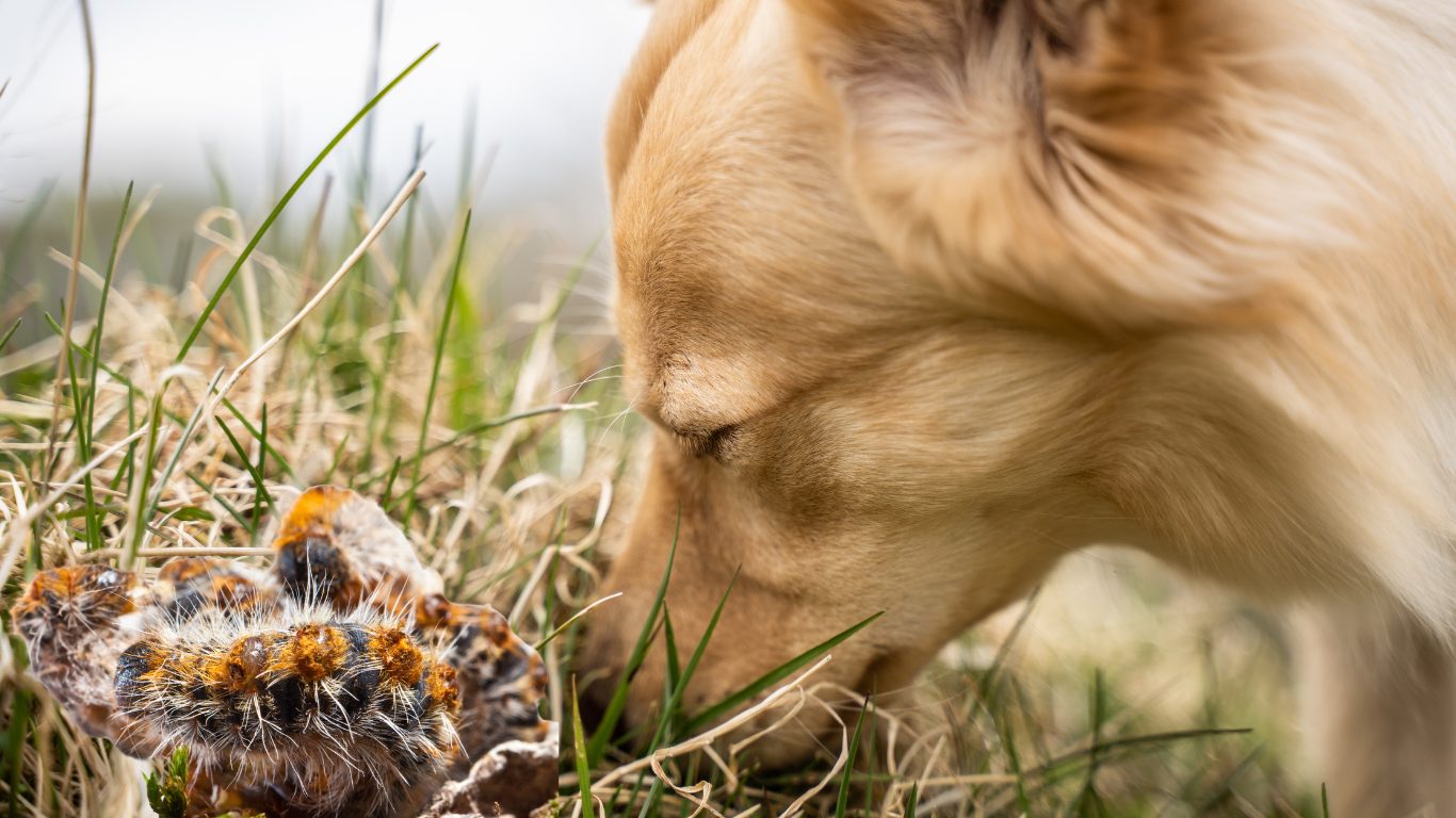 Detectan nueva y peligrosa plaga en perros y gatos: esto sabemos