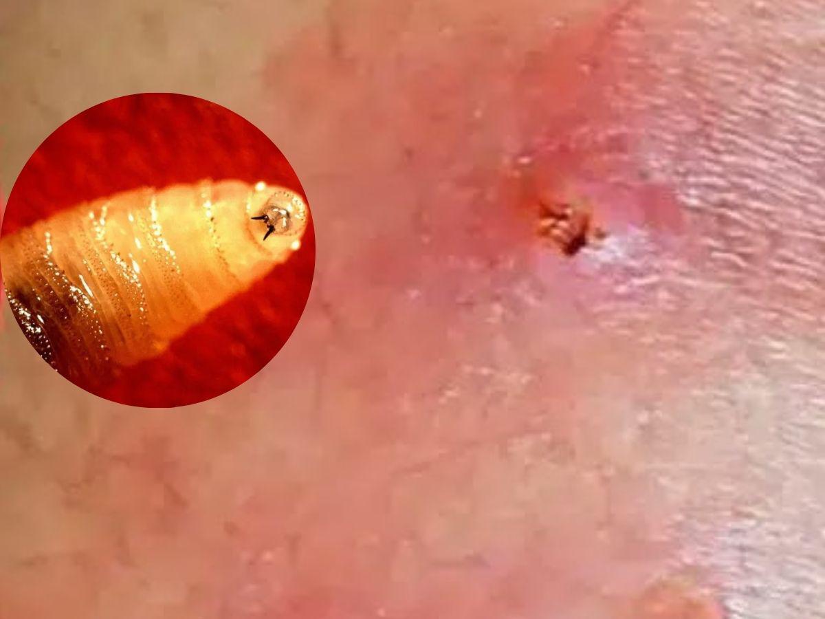 Regreso del gusano barrenador es resultado de la “tormenta perfecta”, advierte UNAM