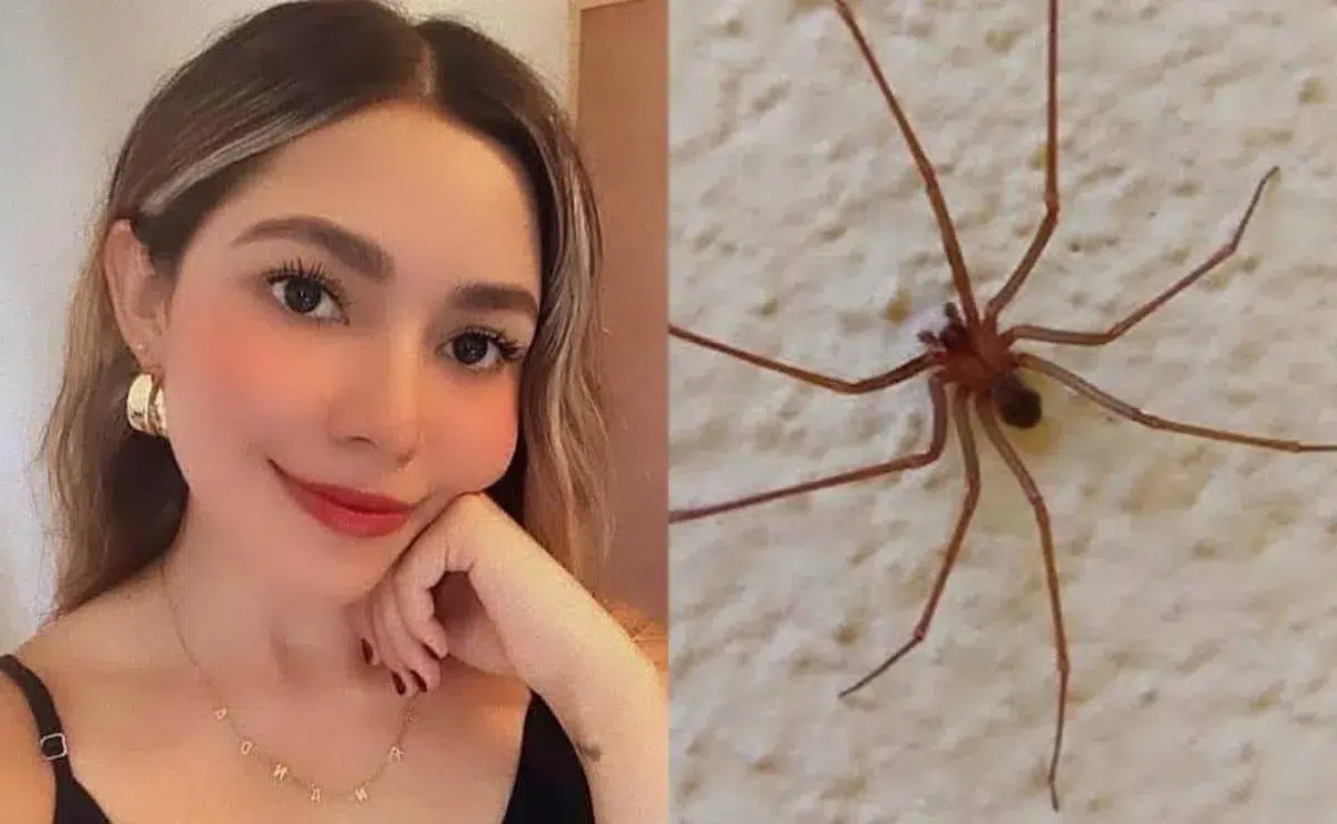 Joven mexicana de 30 años muere por picadura de araña violinista