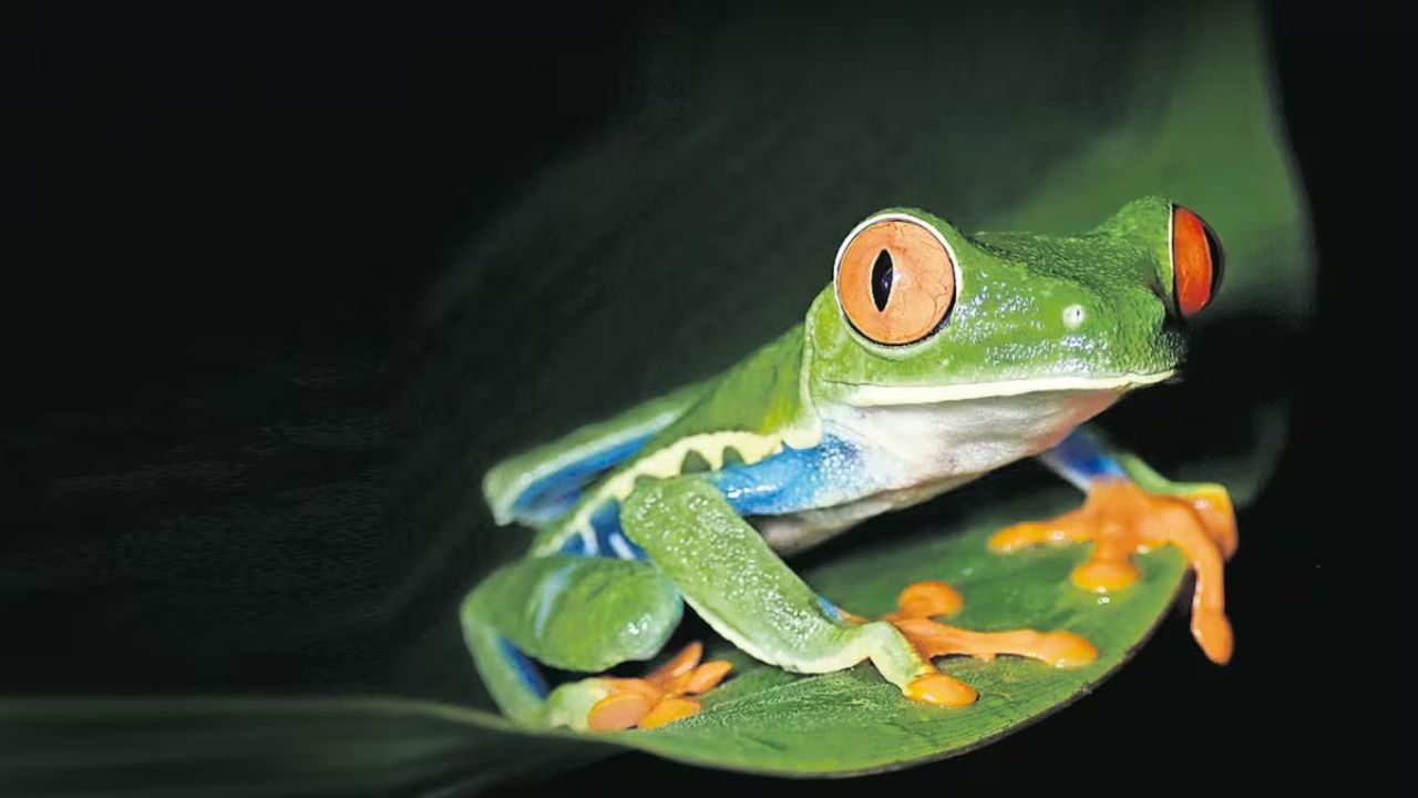 ¿Ranas contra las infecciones y la inflamación? Encuentran increíbles moléculas en su piel