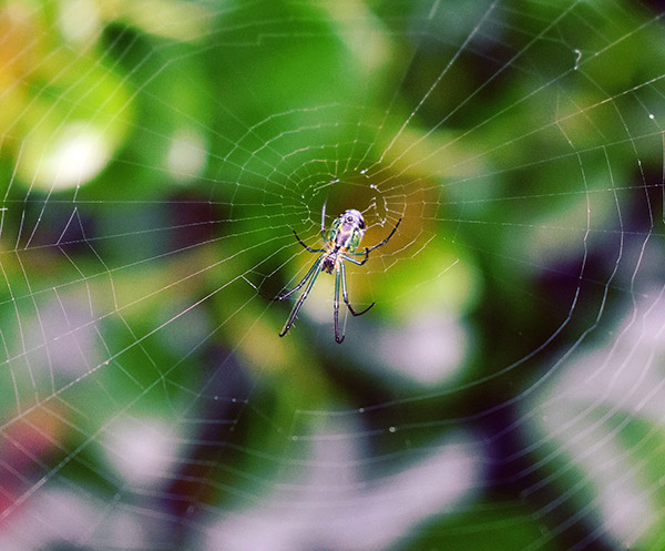 El veneno de arañas también puede ser útil para la salud: ¿cómo?