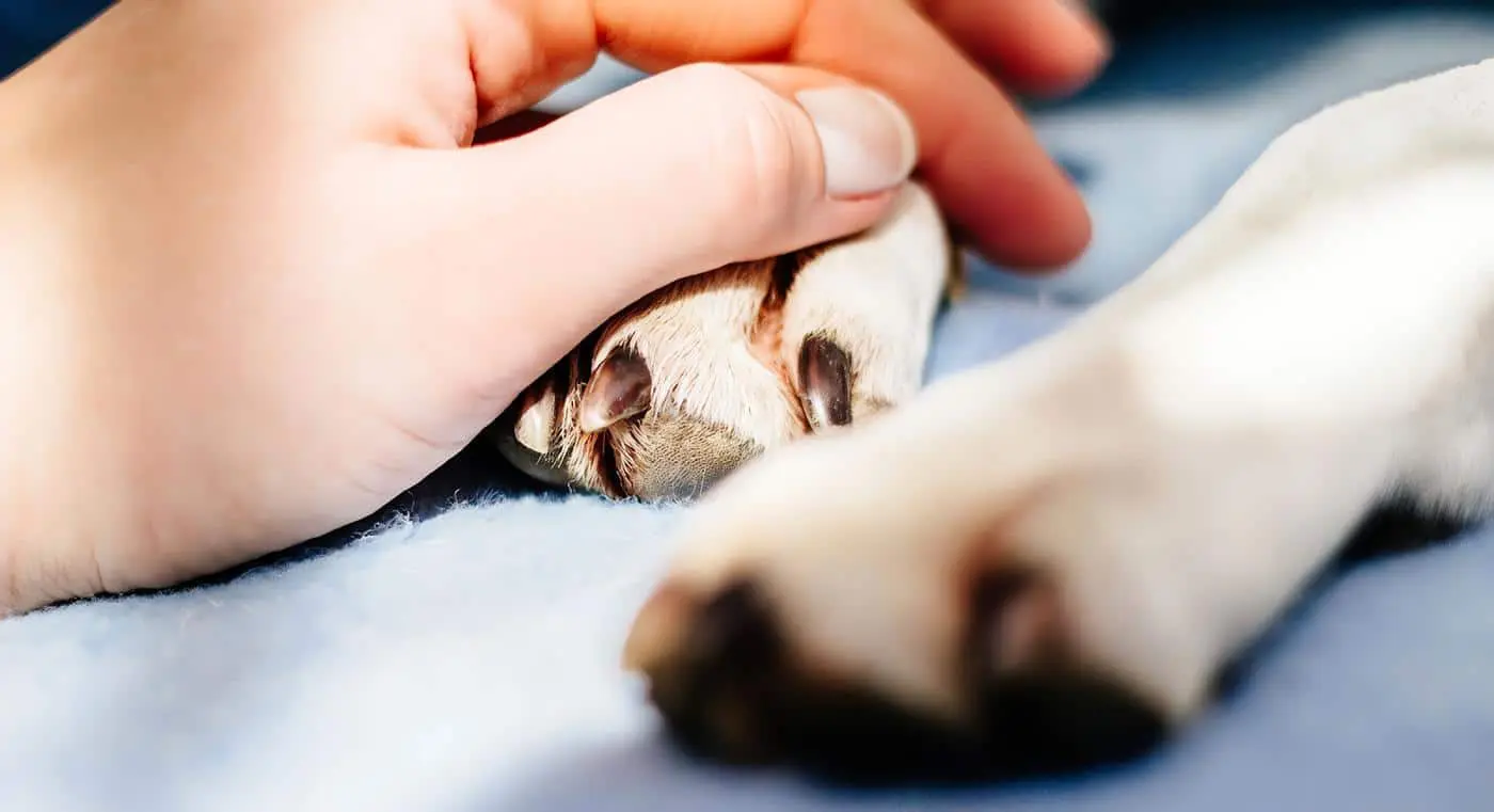 ¿En duelo por tu mascota? Primer Santuario Funerario para Mascotas en México lanza iniciativa para honrar el vínculo