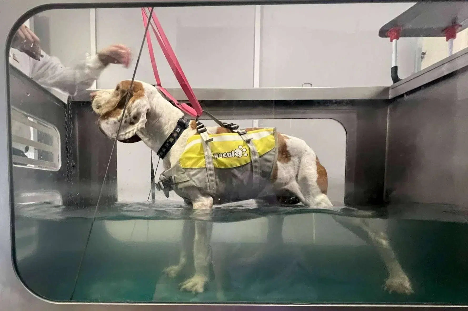 ¿Piensas adoptar un perro? 5 gastos indispensables que debes considerar