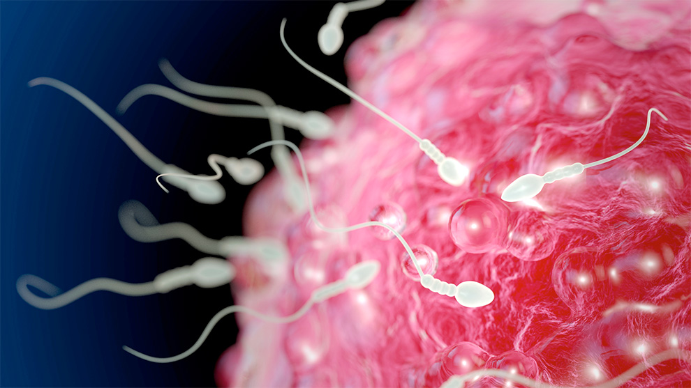 Diabetes afecta la capacidad de fecundación de los espermatozoides: UNAM