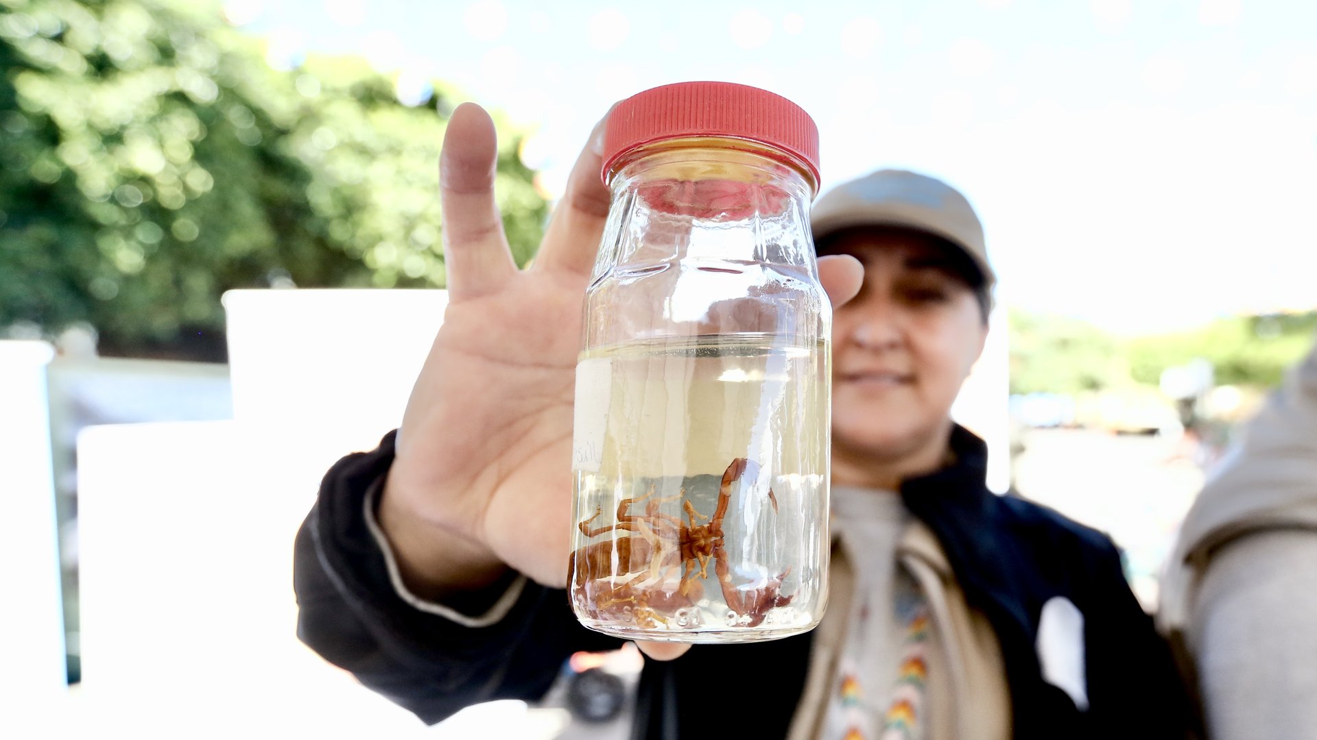 5 tips para prevenir picaduras de alacrán en esta época de calor