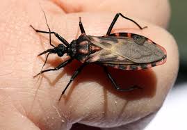 5 tips para prevenir la Enfermedad de Chagas, ¿qué es?