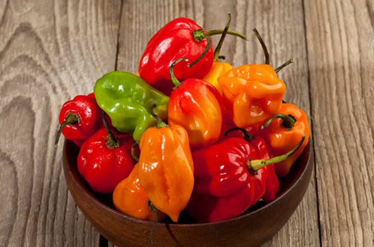 UNAM elabora nuevos antibióticos con veneno de alacrán y chile habanero
