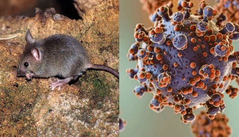 OPS apoya la respuesta internacional ante casos de hantavirus