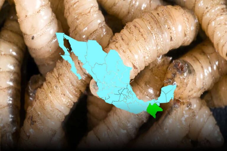 Presidenta inaugura Planta de Producción de Moscas Estériles del Gusano Barrenador del ganado