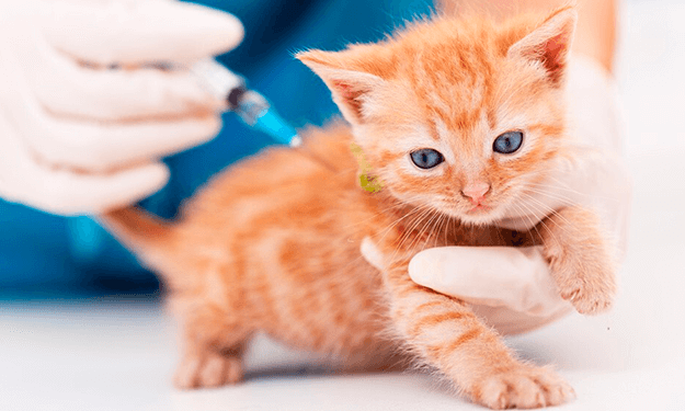 La vacunación, una aliada para prevenir enfermedades y muerte (también en mascotas)