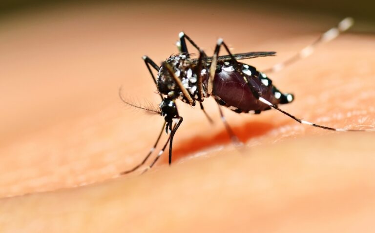 Secretaría de Salud llama a reforzar cinco acciones para prevenir el dengue y chikungunya durante temporada de lluvias