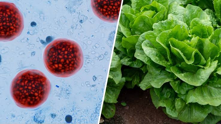 Reitera Secretaría de Salud que México no presenta un brote activo de ciclosporiasis