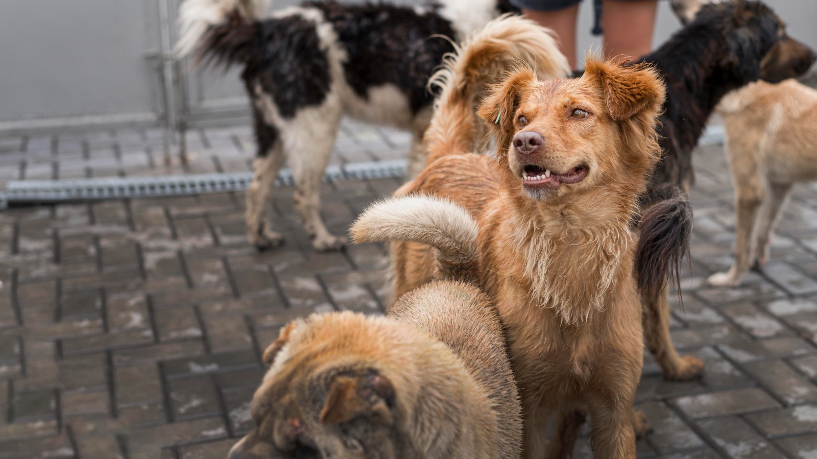 Asociaciones veterinarias y Boehringer Ingelheim lanzan “México sin rabia” para fortalecer la prevención de esta enfermedad