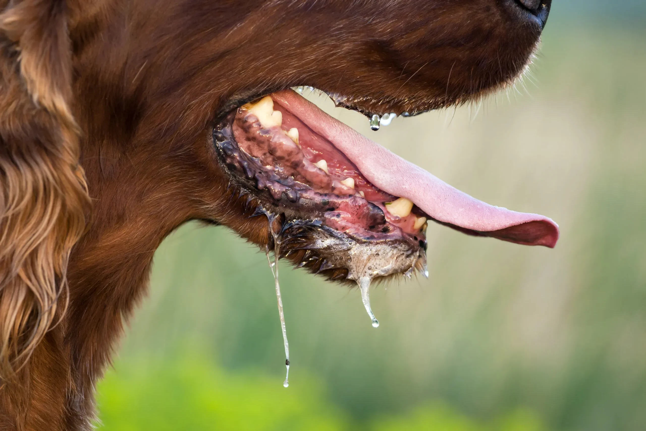 Chile elimina la rabia canina como problema de salud pública
