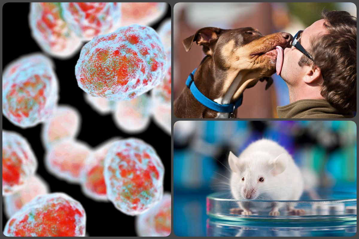 Nueva herramienta ayudará a América Latina y el Caribe a prevenir la rabia y otras zoonosis